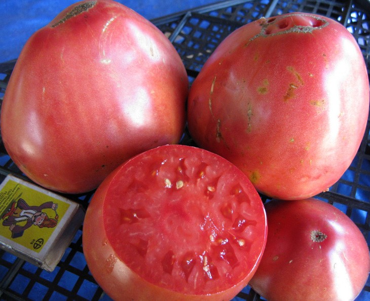 Внешний вид помидоров Пудовик в разрезе