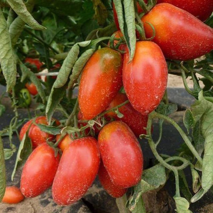 Для помидоров Ракета характерно дружное созревание