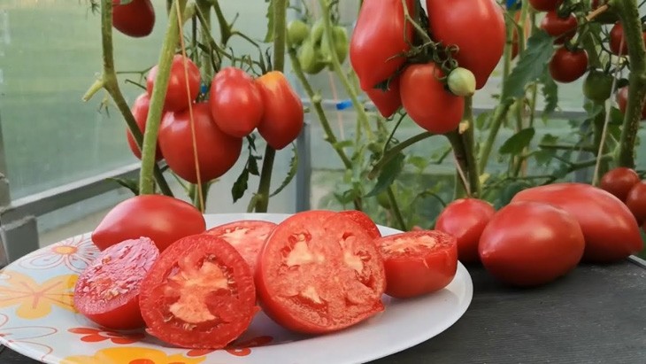 Плоды томата Ракета в разрезе