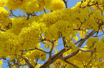 Дерево с желтыми цветами