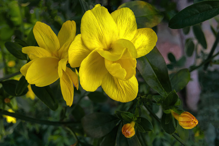 Цветы желтого жасмина