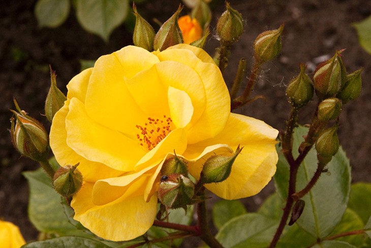 Цветок желтого шиповника