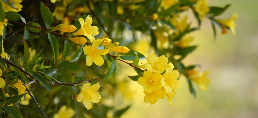 Желтые цветы кустарник
