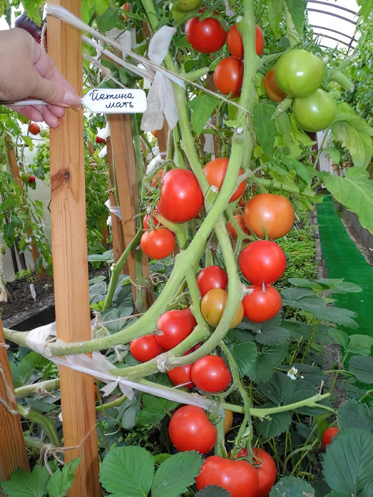 Выращивание томата Йетина мать в теплице