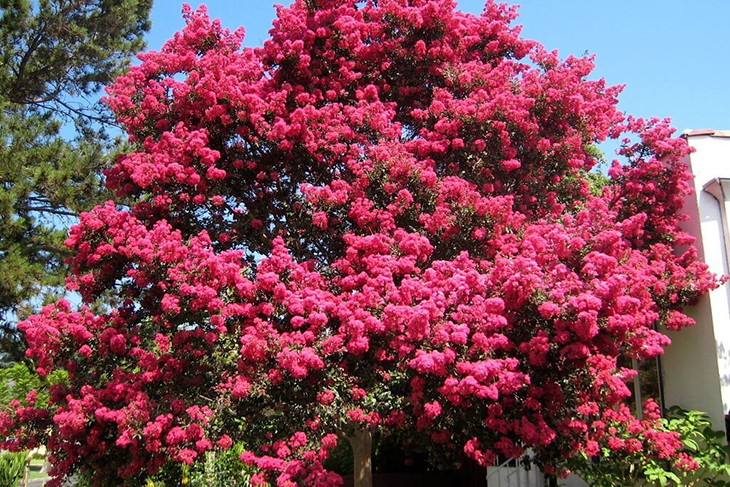 Дерево с большими цветами - фото и картинки: 65 штук