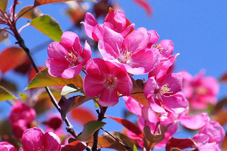 Цветки декоративной яблони