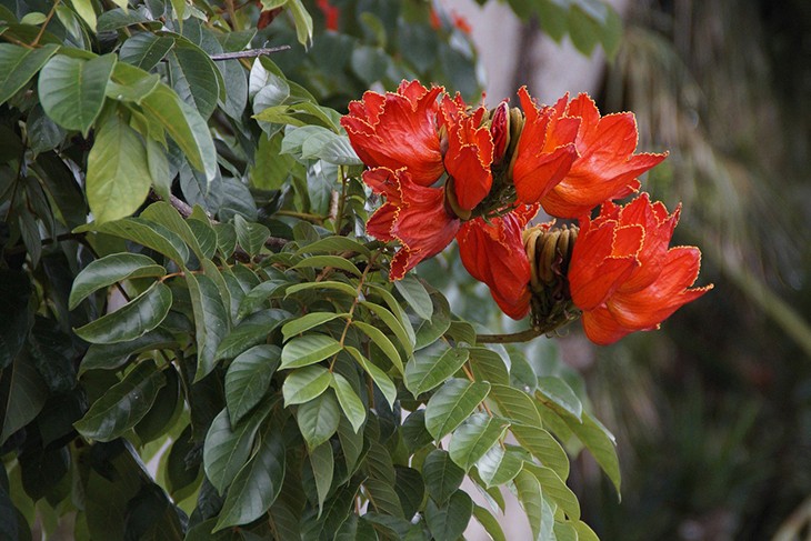 Цветки тюльпанового дерева