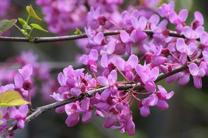 Фотообои Барельеф: красивые цветы на дереве купить в Украине | Интернет-магазин webmaster-korolev.ru