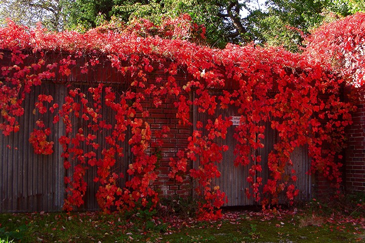 Девичий виноград «Troki» или «Красная стена»