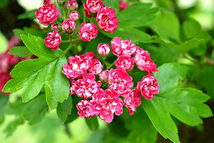 Розовое соцветие боярышника