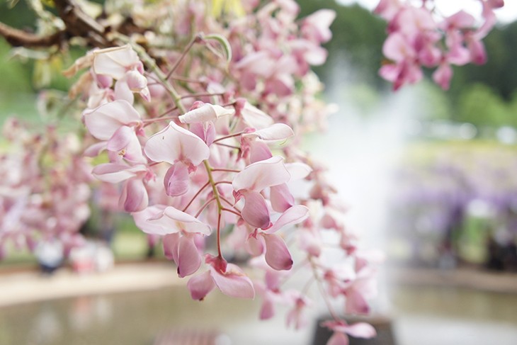 Метельчатое соцветие розовой глицинии