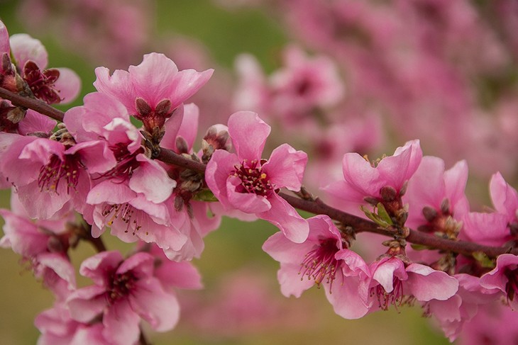 Веточка персика с цветками