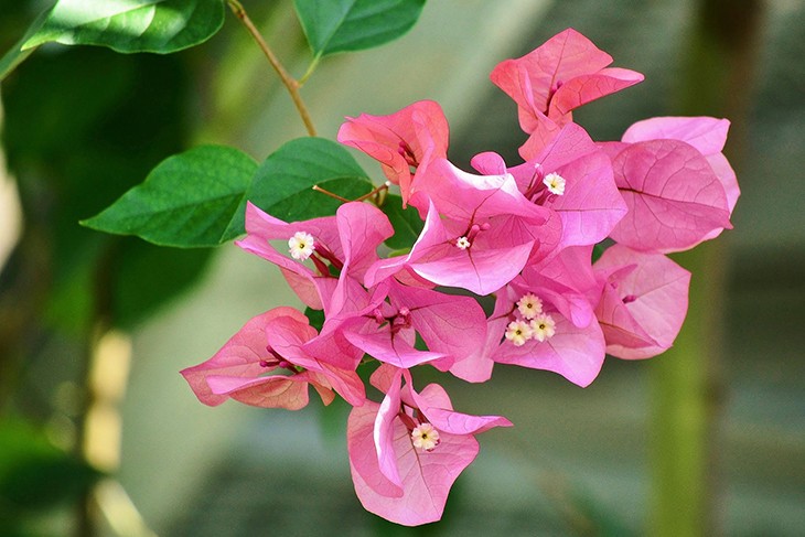 Бугенвиллея (бумажный цветок)