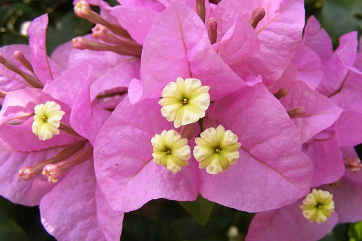 Цветок бугенвиллеи