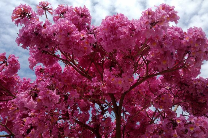 13 декоративных кустарников и деревьев, которые цветут в апреле-мае | В цветнике (slep-kostroma.ru)