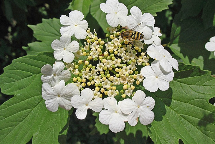 Соцветие калины с разным типом белых цветков
