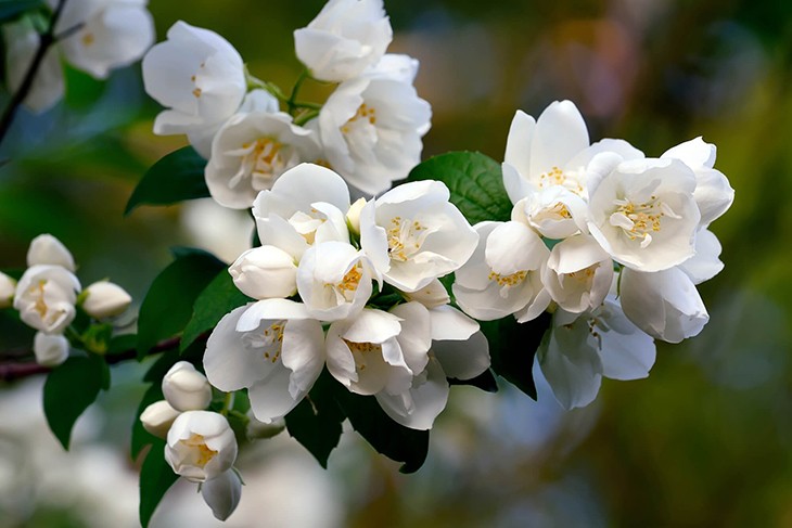 Ветка чубушника с белыми цветами