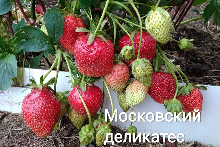 Зрелые и зеленые плоды Московского деликатеса