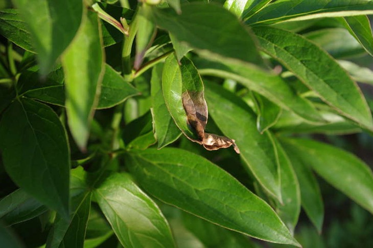 Разросшееся влажное коричневое пятно на листовой пластине - признак ботритиса