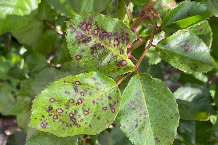 Очаг инфекции разрастается, затрагивая соседние листья