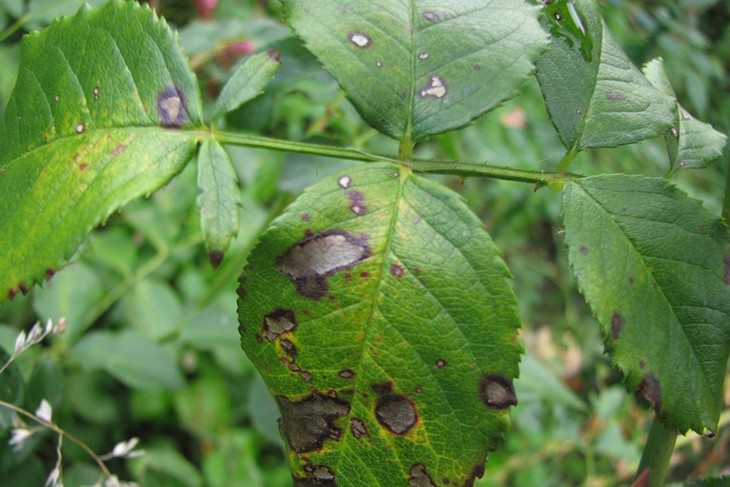 Больные листья могут полностью или частично желтеть