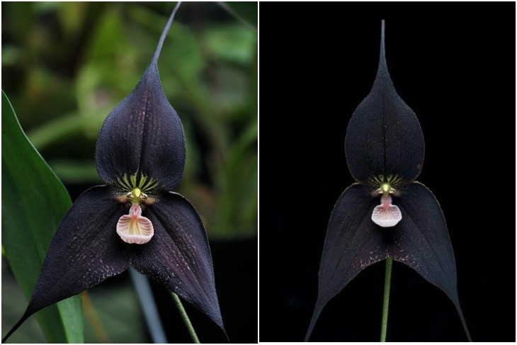 Орхидея Дракула Рэйвен
