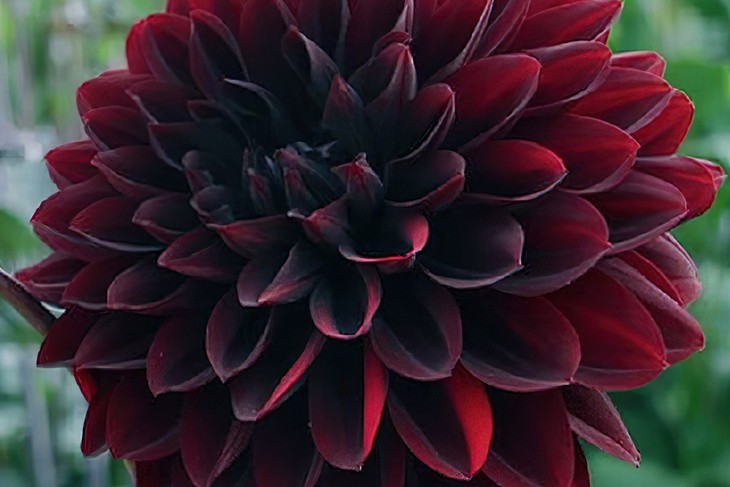 Черные цветы (77 фото): 25 названий растений с самыми темными цветками или листьями