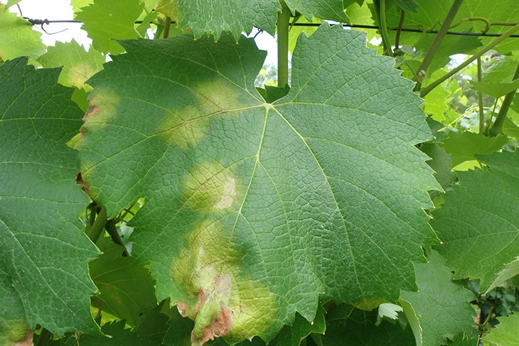 Милдью (ложная мучнистая роса) винограда