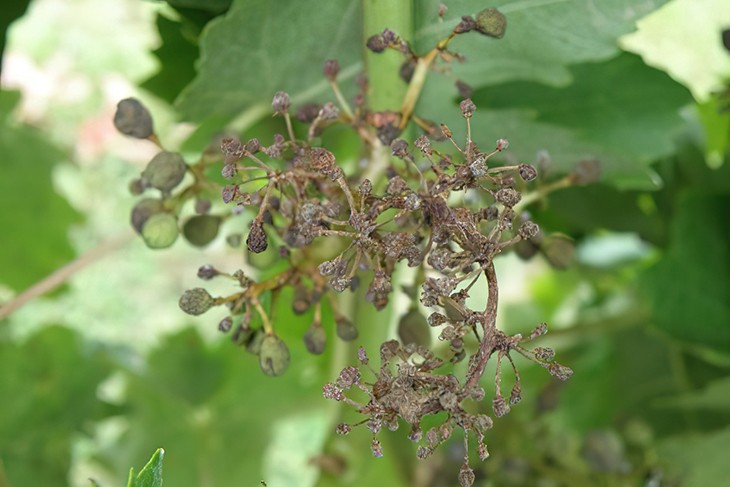 При запущенности болезни грозди отмирают