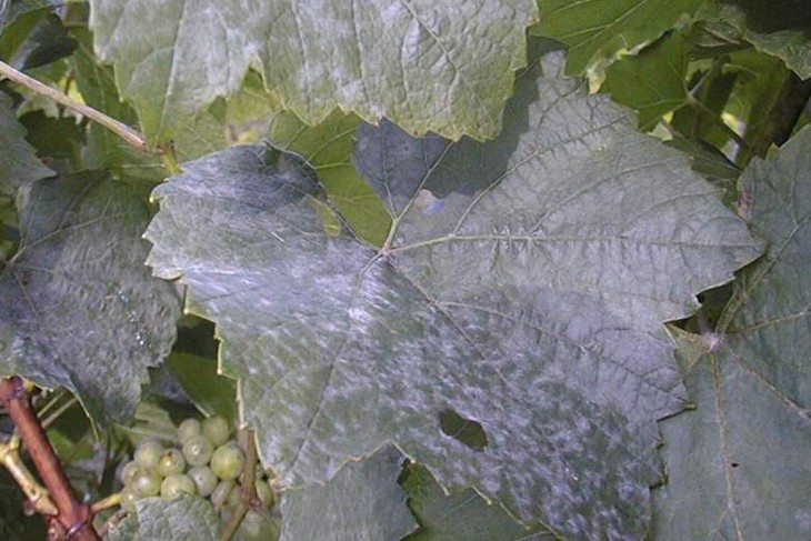 Оидиум винограда (мучнистая роса)