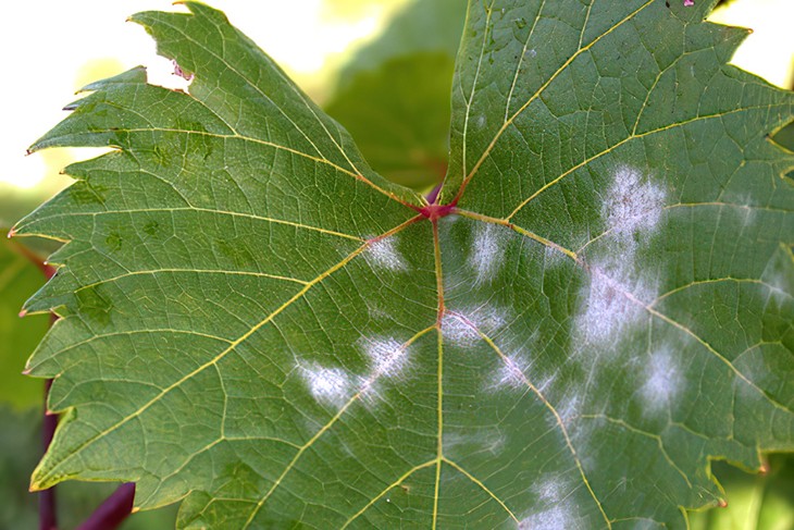 Сначала на листьях винограда появляются белые пятна порошкообразной консистенции, которые легко стираются пальцами