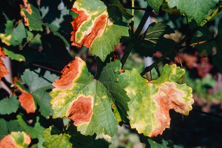 Инфекционная краснуха винограда