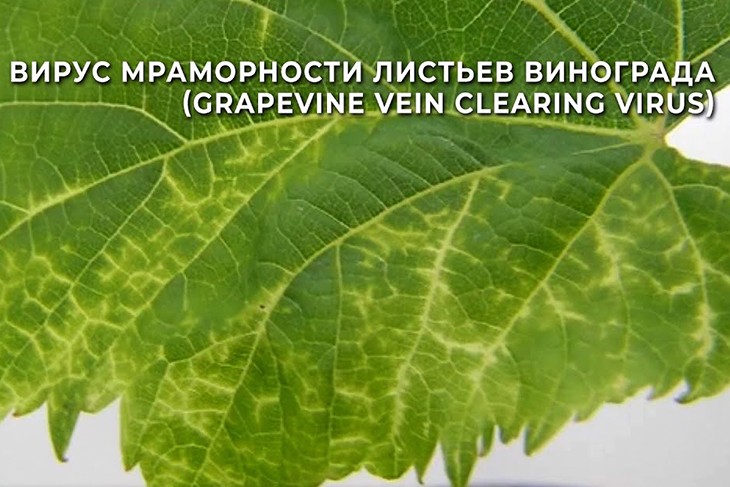 Вирус мраморности листьев винограда