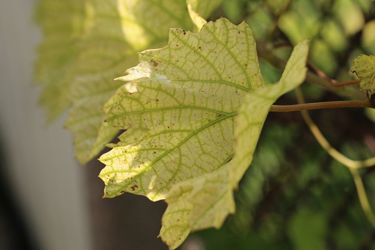 Карбонатный хлороз винограда