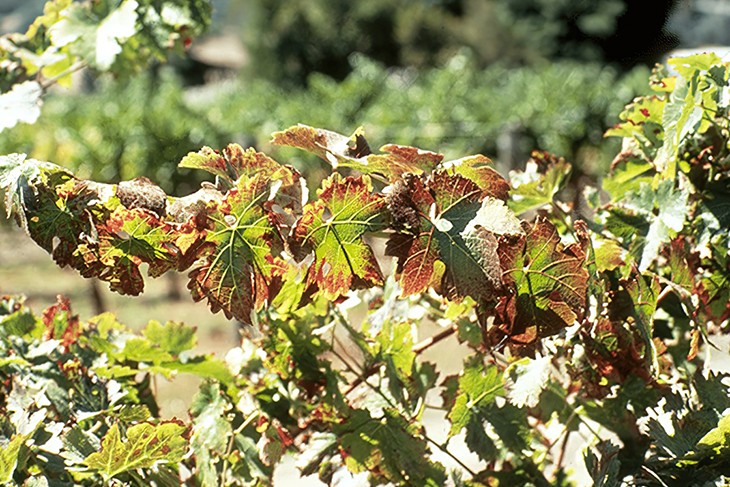Дефицит калия у винограда