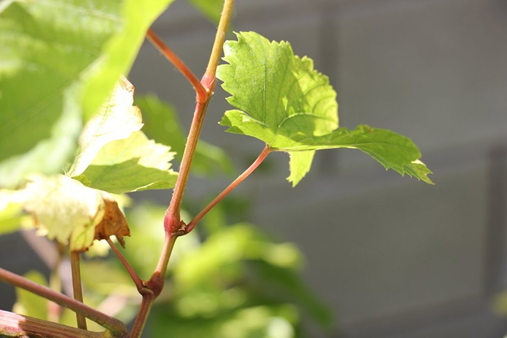 Нехватка азота у виноградной лозы
